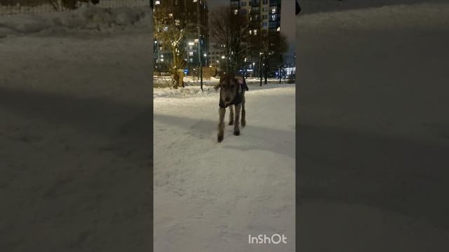 Новогодний волкодав