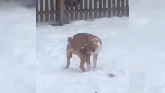 приколы с животными, микс