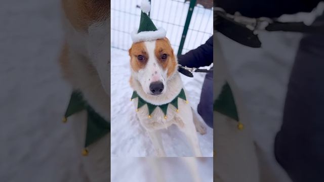 Мафин живет в приюте и он загадал желание найти свою семью. Собака Юзао