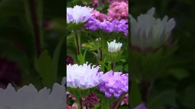 Астры по-латыни это - звёзды. Дмитрий Шлапак