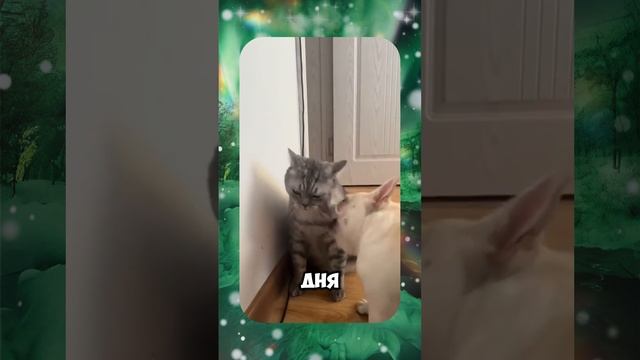 🎄 ROMEO BARSKIY / ПОГОНЯ 😜 #romeobarskiy #mrromeobarskiy #romeo_barskiy #cat #trending #юмор