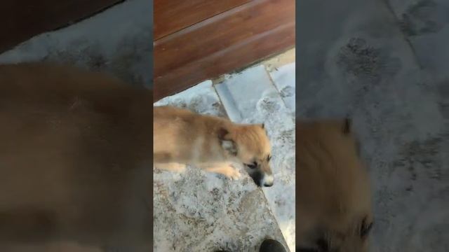Щеночки на прогулке