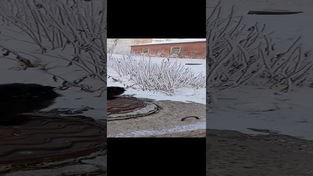 заберите Кота пожалуйста