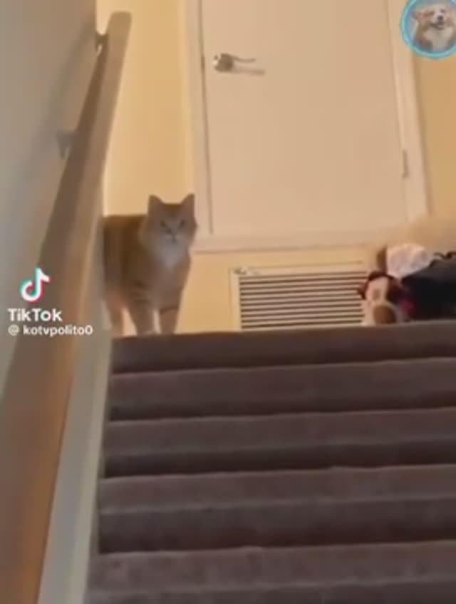 Наши малые шутники