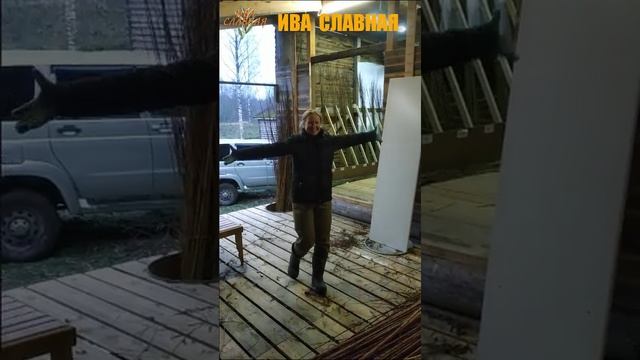 Урожай ивы срезан, перевезён и сложен (12.11.2024)