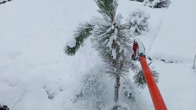 Декабрьский сад 2024 года.