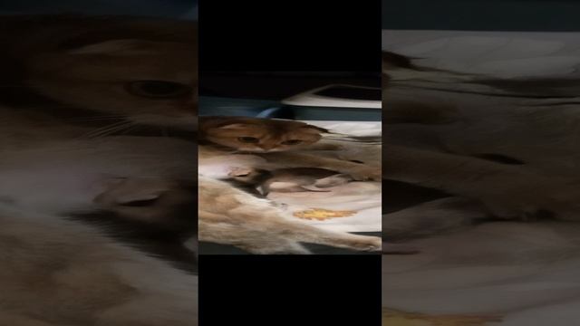 Предновогодний подарок