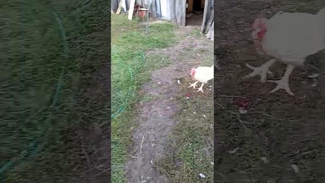 Наши уточки и курочки.