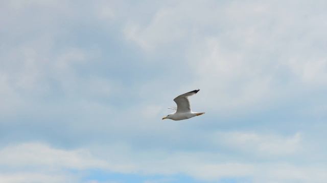 2. 02. Серебристый грибной дождь.