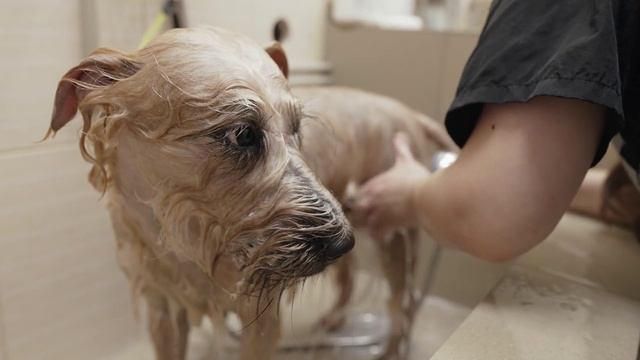 🐱 Частота груминга: подбираем график по породе