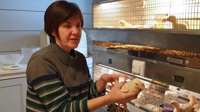 Сравнение промышленного и домашнего комбикорма