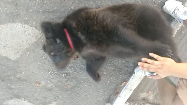 Медведь ручной