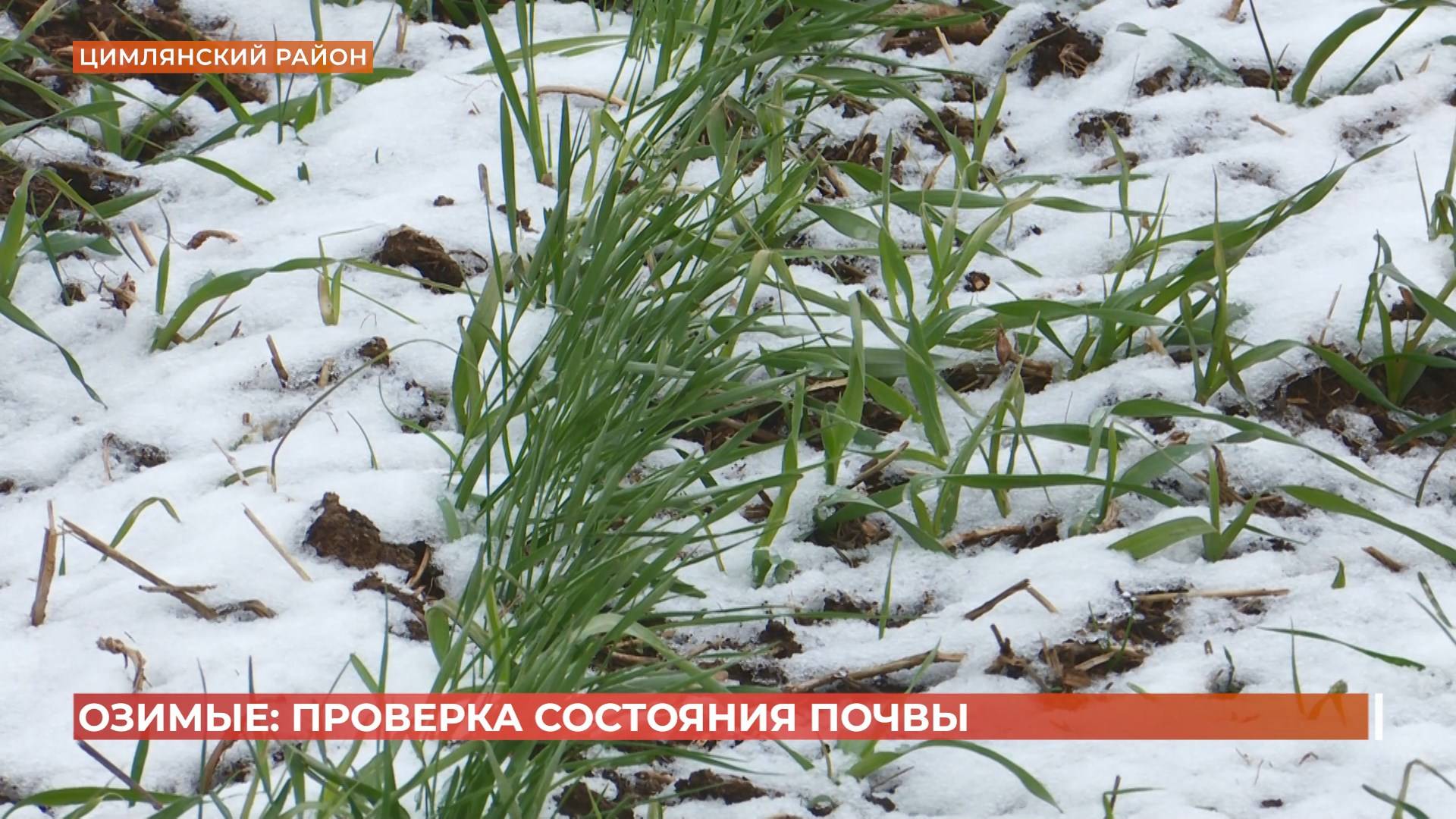 Специалисты агрохимцентра провели мониторинг почвы и состояния озимых в Цимлянском районе