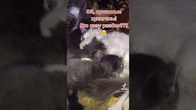 Что с этих котят взять))