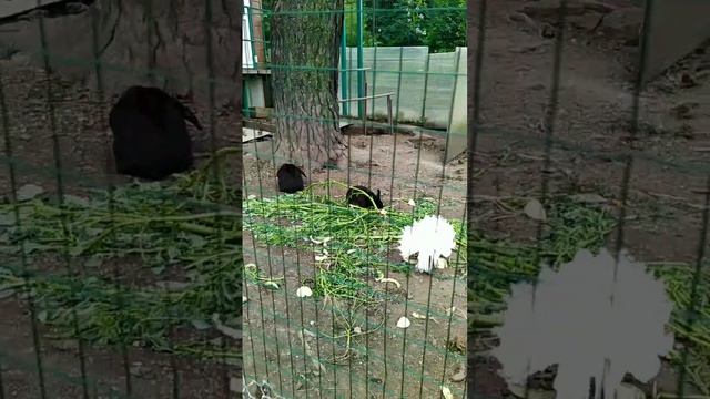 Кролики, куры и голуби в ботаническом саду.