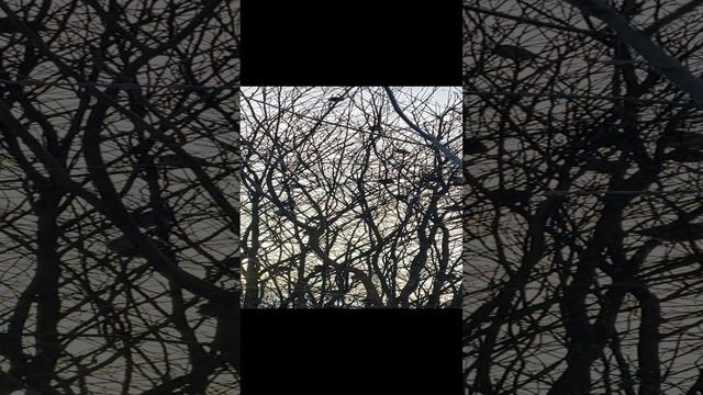 Птичий базар
