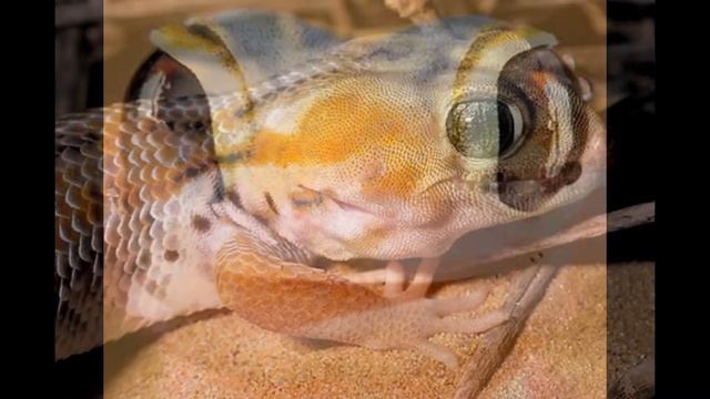 ~Топ 10 самых няшных эублефаров~