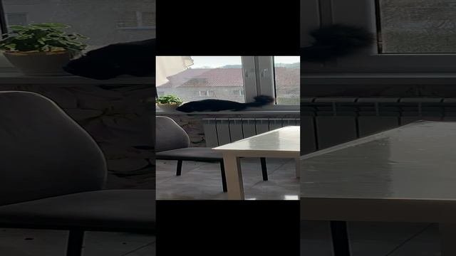 Котик на охоте за цветами #shorts