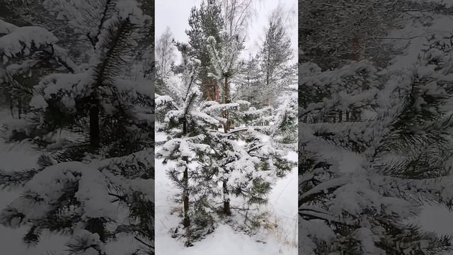 Зимняя сказка ❄️