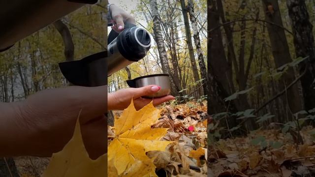 🍁🍁🍁