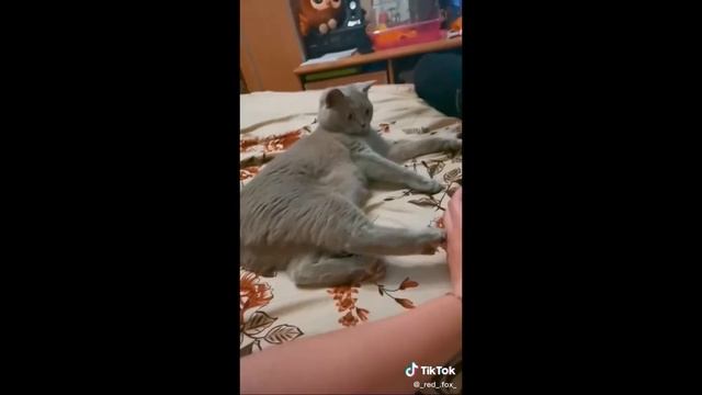 Приколы с кошками из Тик Ток | Прикольные коты | Funny Cats 2021 животными