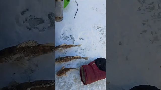 Рыбалка по первому льду