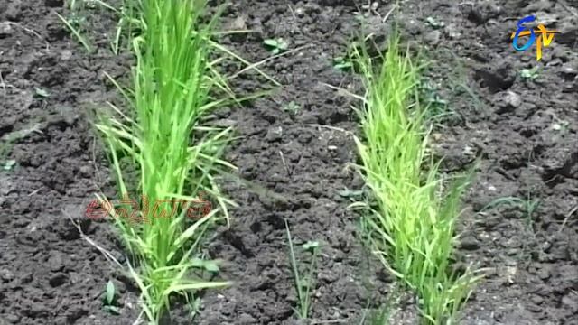 పంటల్లో పోషక లోపాలు సవరణ | Nutrient deficiencies in crops  #symptoms | ETV Telugu