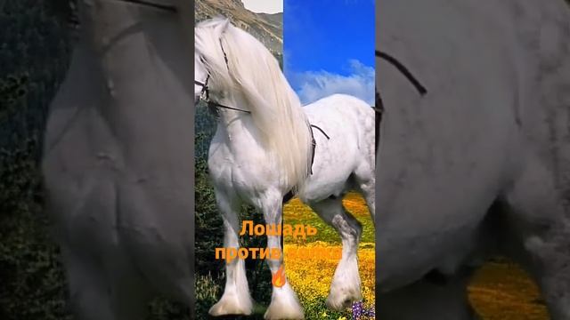 лошадь против волка