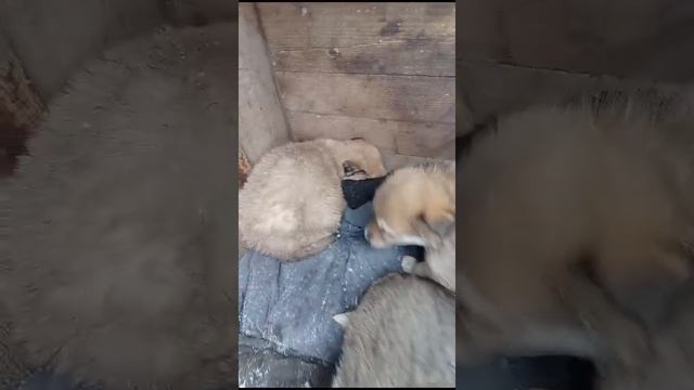 VID-20241220-WA0000