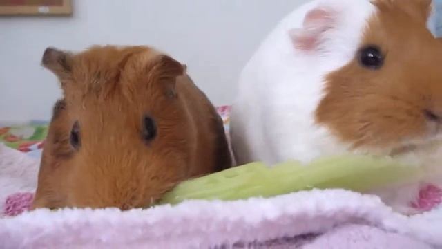 Canela & Leah eating celery