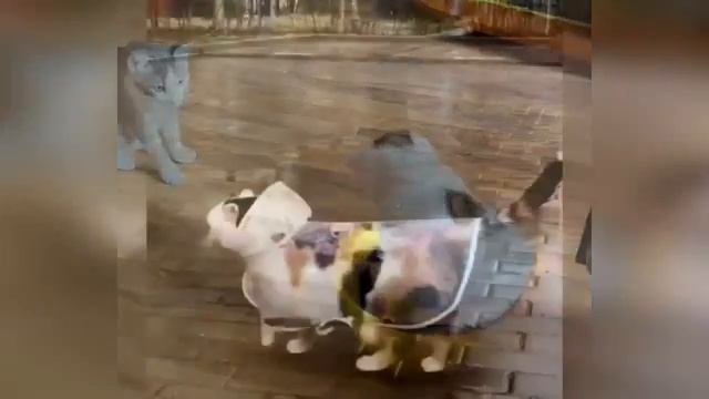 смеялись до слёз, животные приколы