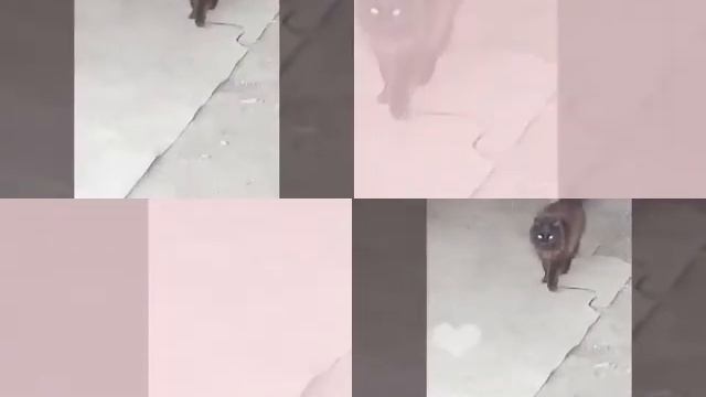 Моя кошка Мурка! Встречайте!