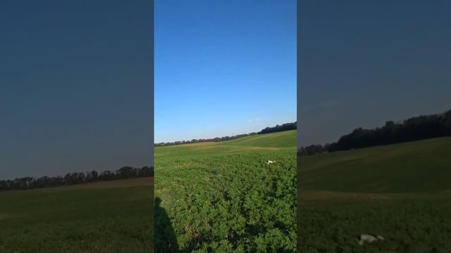 Springer spaniel hunting
