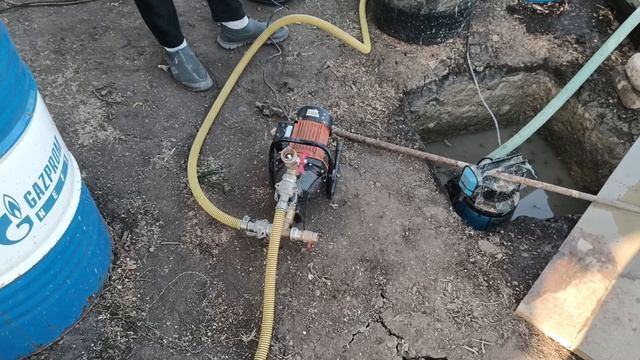 Абиссинка для себя