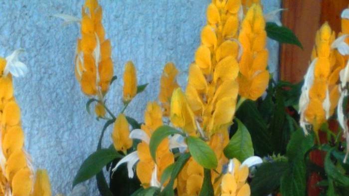 Обновляю пахистахис для лучшего цветения.