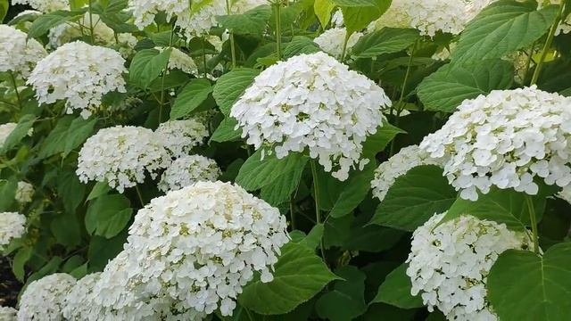 Шикарная изгородь из гортензии .