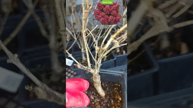 Петит Стар . Гортензия . Саженцы в продаже . вотсап 89059824457