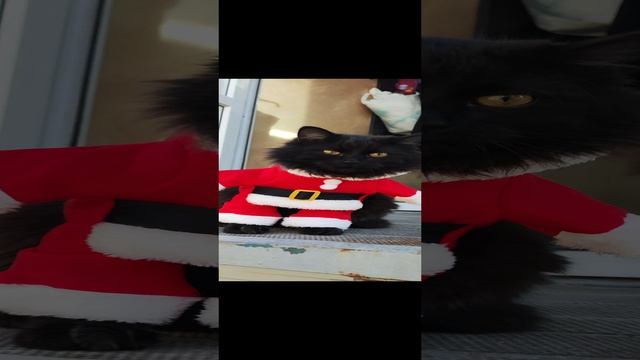 VID_20241224_091447