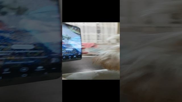 любопытный собакен