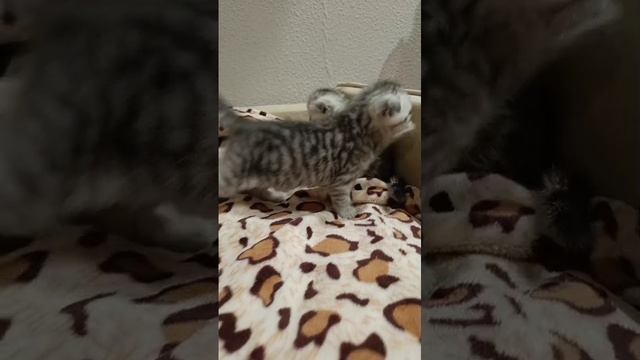 Новогоднее