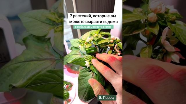 Растения, которые можно выращивать дома и не занимать много места