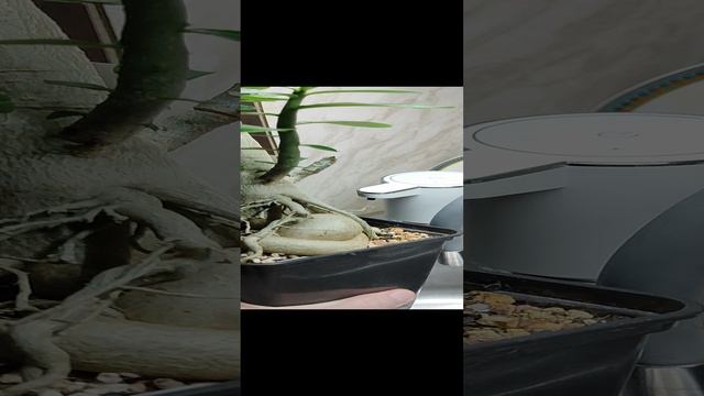VID_20241224_132813