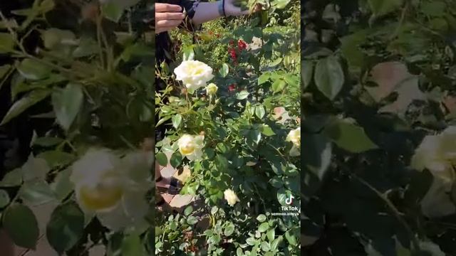 типы роз