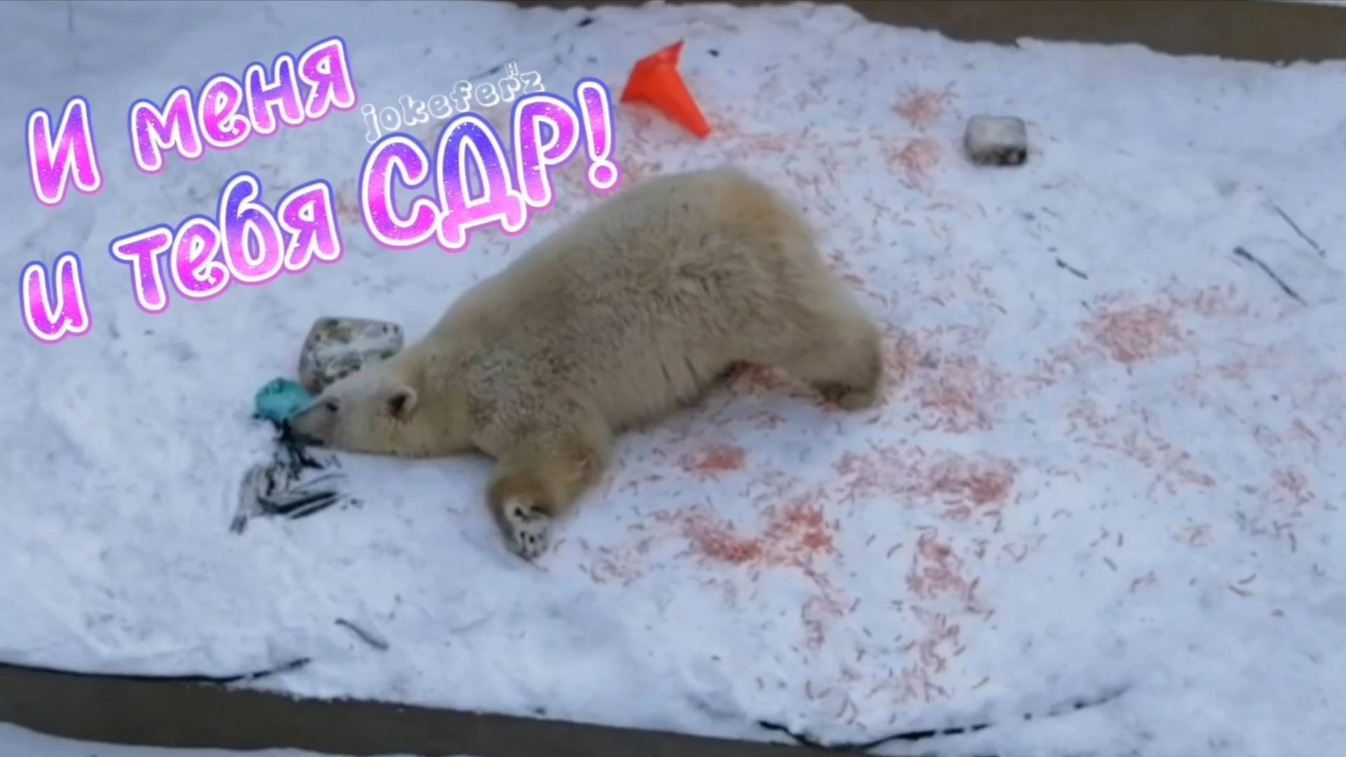 Вот и выросли наши медвежоны 2 года Белка и Стрелка #медвежата