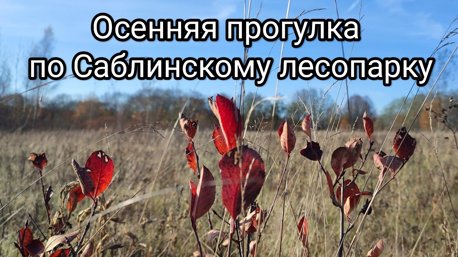 Осенняя прогулка по Александровскому лесопарку