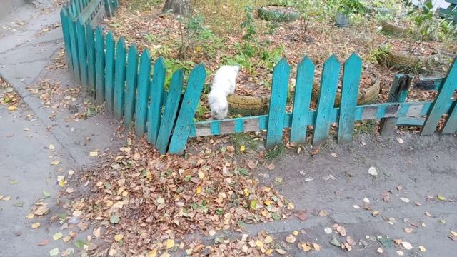 Снежинка (хвостик калачиком) потребовала у меня еды ^^