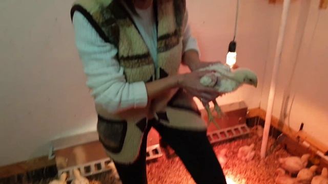 Бройлерам 21 день. Контрольное взвешивание.