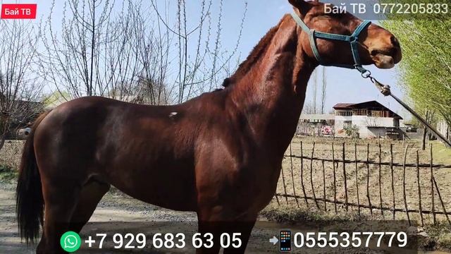 САТЫЛЫП КЕТТИ БИЗДЕ УШУНДАЙ| ЧАЛЫП УБАРА БОЛУП КАЛАСЫЗ  #байтв