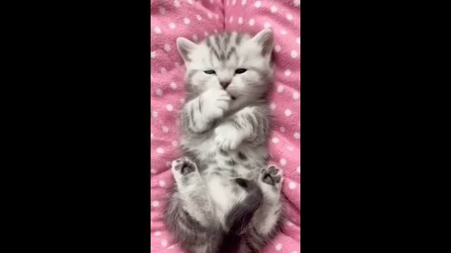 Спокойной ночи.