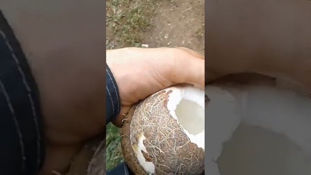 кокос